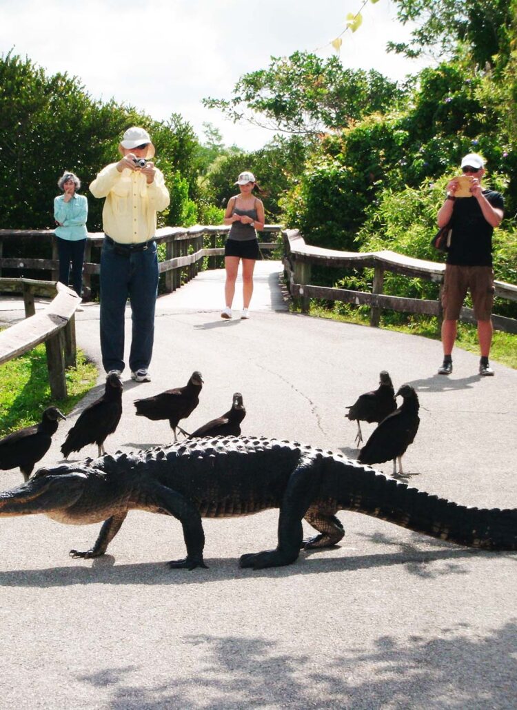 everglades national park florida