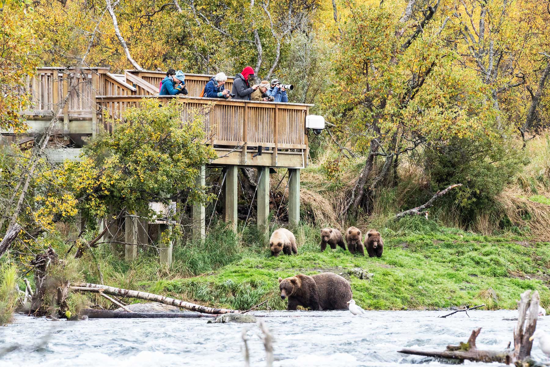 brooks falls viewing platform katmai national park alaska