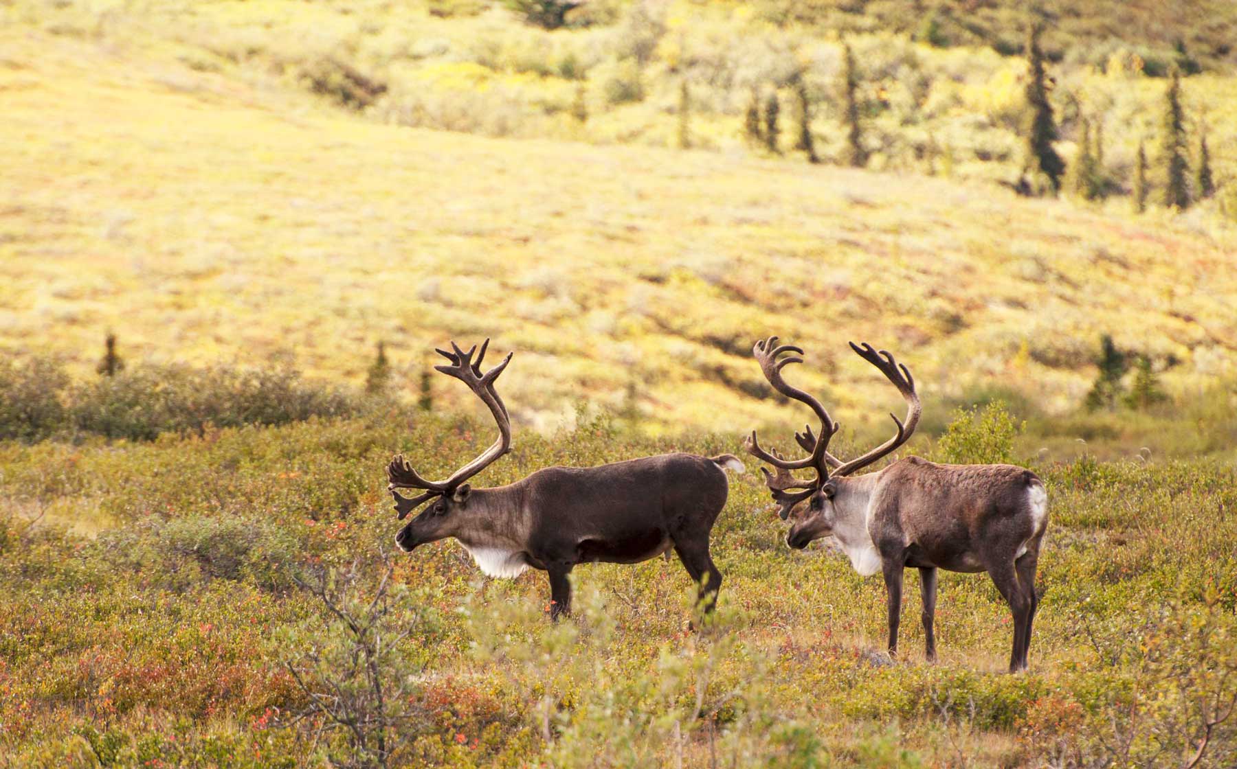 denali national park caribou