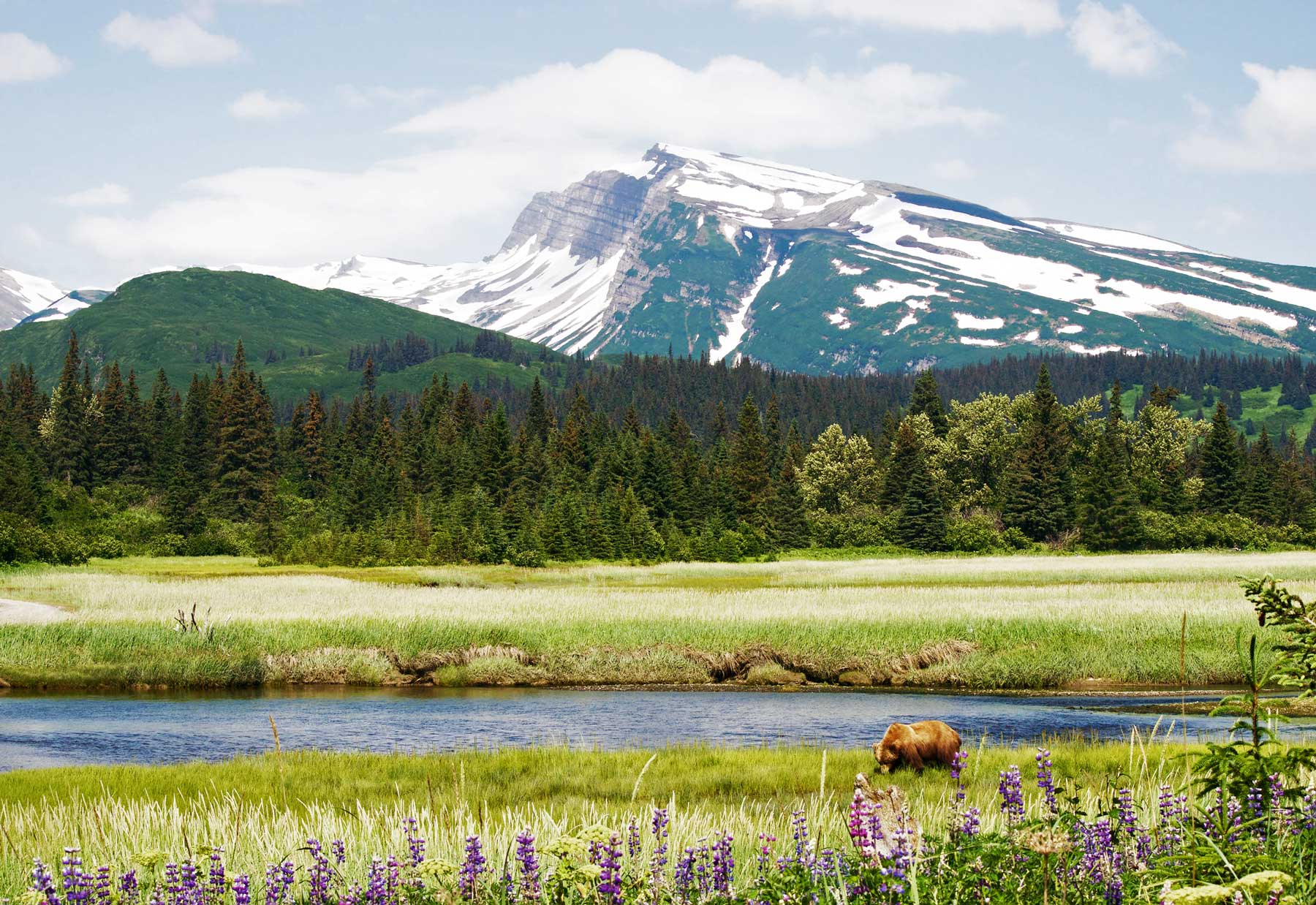 lake clark national park alaska brown bear wildlife