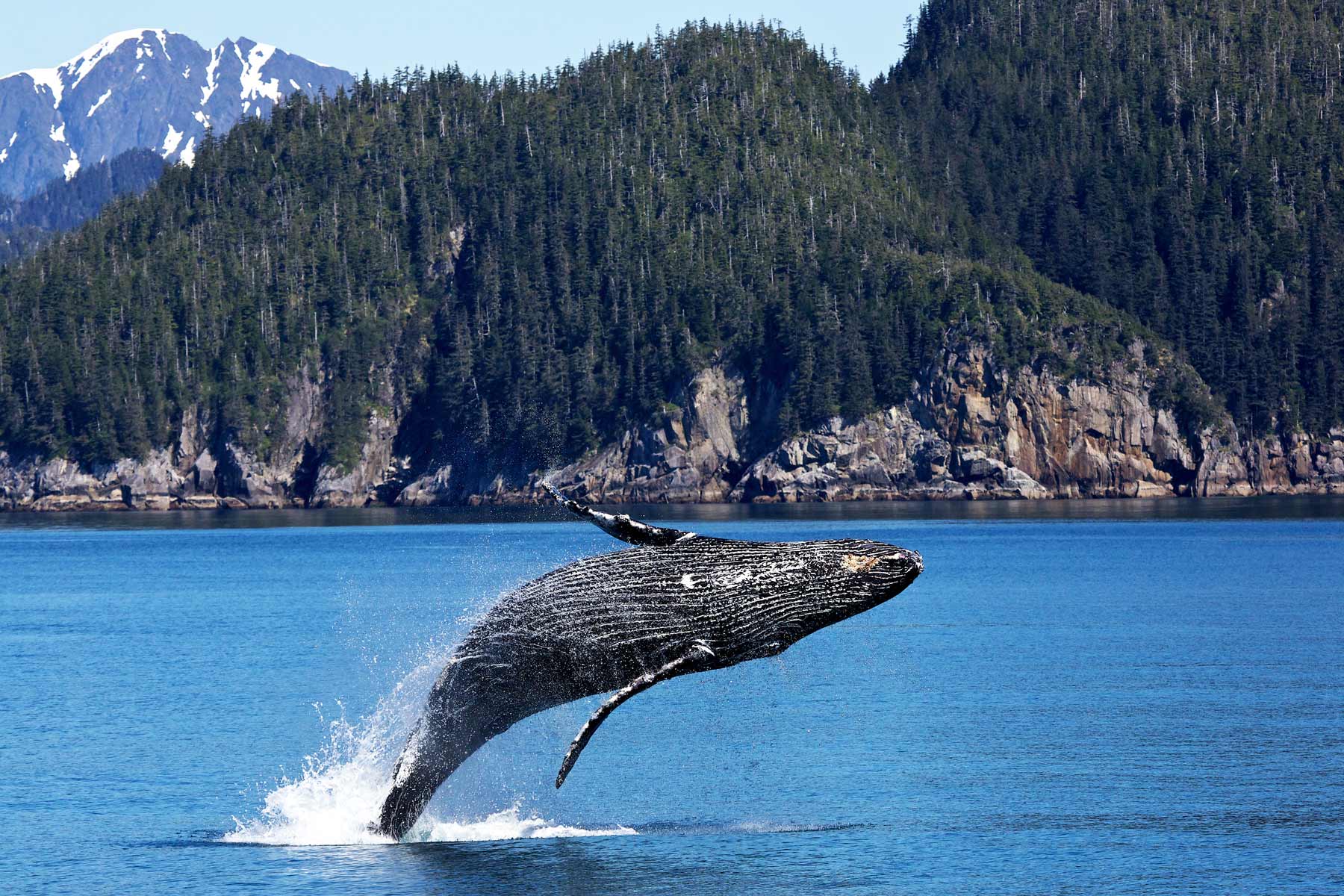 kenai fjords national park alaska nps
